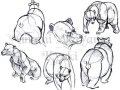 Animal_Studies___Bears_1_by_DragonRider03.jpg